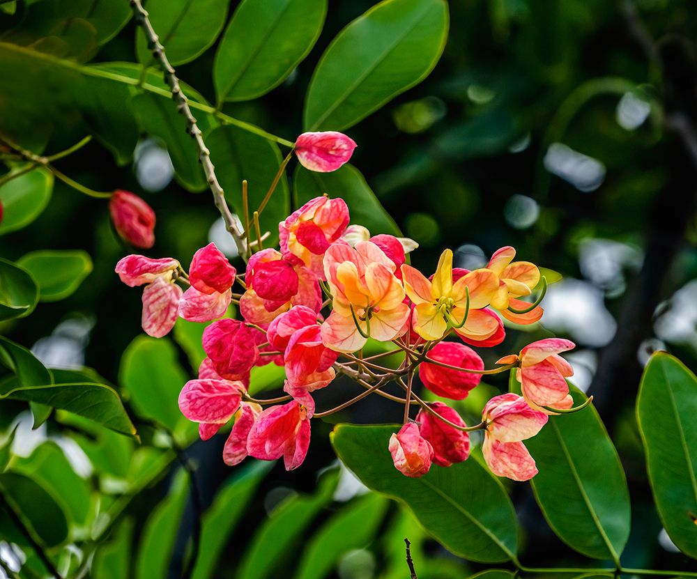 Rainbow shower tree-Oahu-North Shore-Hawaii